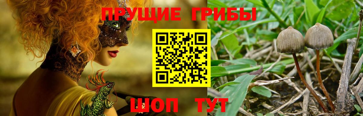 Камышлов  Псилоцибиновые грибы GOLDEN TEACHER  наркотики  Псилоцибиновые грибы GOLDEN TEACHER  Вход с VPN 